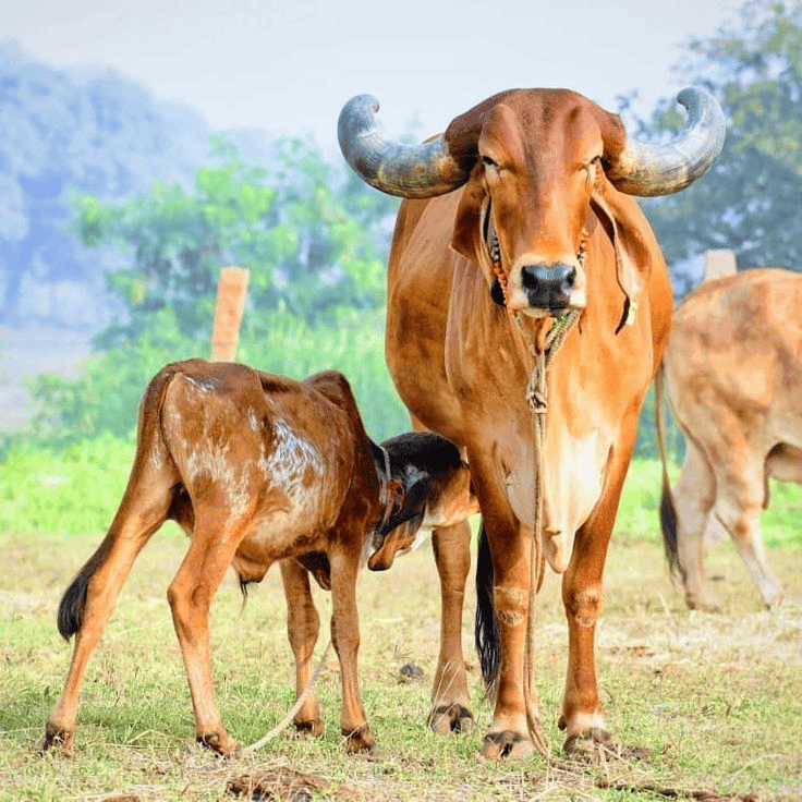 Gir Cow Milk